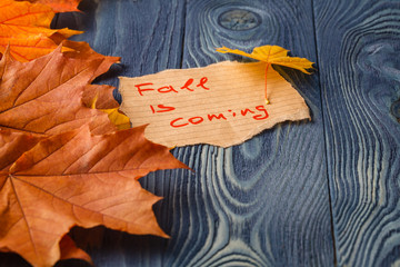 Wall Mural - autumn leaves over wooden background