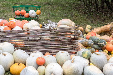 Wall Mural - Pile of colored pumpkins and gourds in Moldova, wooden basket and hay