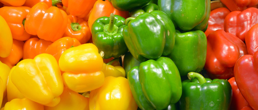 fresh yellow, orange, green and red organic bell peppers capsicum on display for sale at local farme