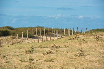 Poster - Wooden fence on Atlantic beach in France