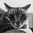 © knoeppel - contented cat