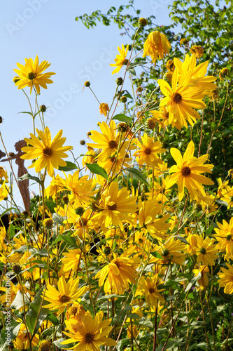 StaudenSonnenblumen StockFoto Adobe Stock