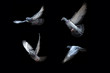 Flying pigeons on black background