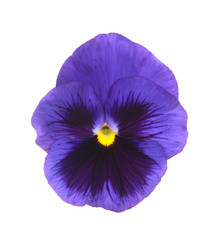 Canvas Print - purple pansy