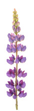  Lupine Flower