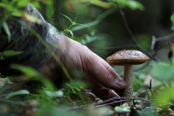 boletus mushrooming man