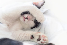 Cat Sleeping With Paw Cover Its Face On White Blanket, Solf Focu