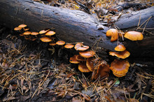 Mushrooms On A Log