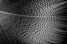 Guinea Fowl Feather On A Black Background