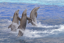 Three Bottlenose Dolphins (Tursiops Truncatus) Standing Out Of The Water