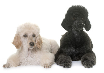 Canvas Print - two poodles in studio