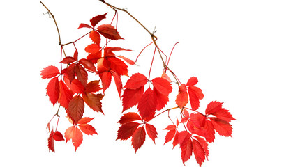 Wall Mural - red autumn leaves