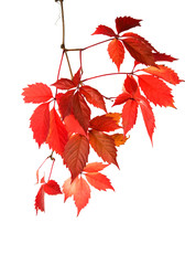 red autumn leaves