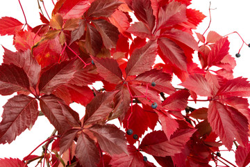 Wall Mural - red autumn leaves