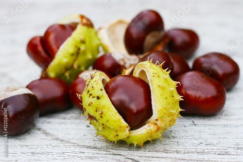 Herbst - Frische Früchte der Kastanie mit geplatzter Schale, Castanea ...