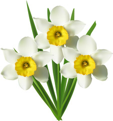 Canvas Print - bunch of three narcissus flowers isolated on white