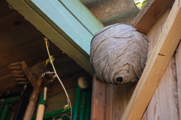 Wall Mural - Empty wasp's nest stuck to the wooden door of the shed