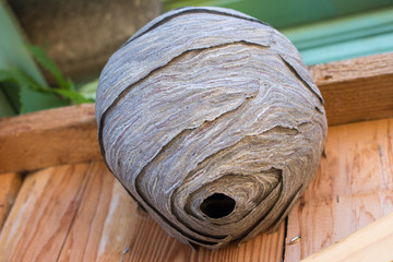 Wall Mural - Empty wasp's nest stuck to the wooden door of the shed, close up