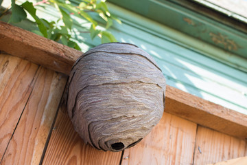 Wall Mural - Empty wasp's nest stuck to the wooden door of the shed, close up