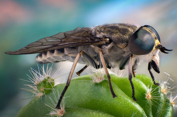 Fly on a cactus