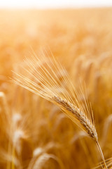 Golden wheat ears or rye close-up. A fresh crop of rye. Field of