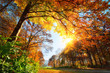 Park im Herbst, mit Sonne und gold beschienenem Laub am Baum