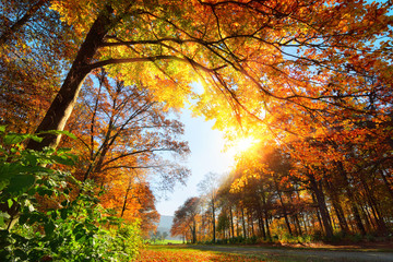 Fototapete - Park im Herbst, mit Sonne und gold beschienenem Laub am Baum
