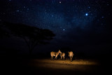 Fototapeta Zwierzęta - Donkeys under the Kenyan sky