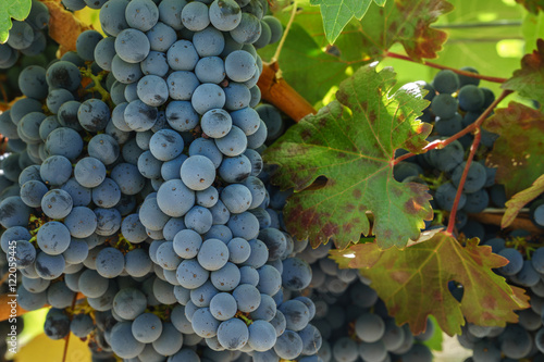 Fotografie, Obraz Close up of Napa Cabernet Sauvignon grapes and autumn leaves