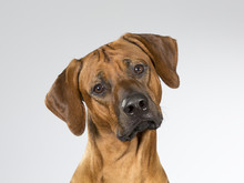 Cute Dog Is Turning It's Head Funny. The Dog Breed Is Rhodesian Dog. Image Taken In A Studio.
