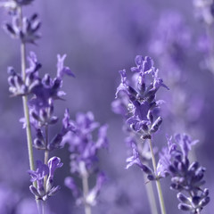 Wall Mural - field lavender flowers