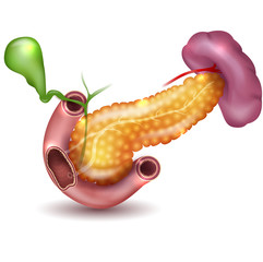 Wall Mural - Pancreas and surrounding organs, gallbladder, small intestine and spleen detailed illustration on a white background. Beautiful colorful design.