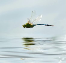Close Up Of Dragonfly Flying Over River