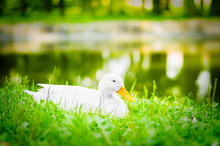 White Duck Resting On Grass By The Lake