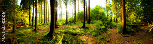 Sonnenaufgang im Wald an einem verträumten Morgen im Herbst