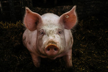 Close-Up Portrait Of Messy Pig