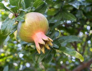 
pomegranate