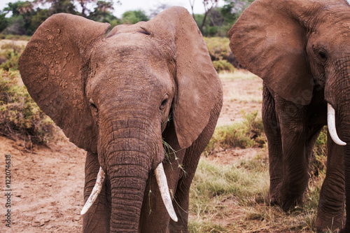 Elephant eating Samburu National Park, Kenya, Africa