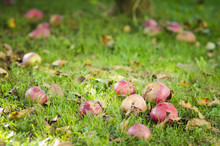 Fallen Apples In The Grass.