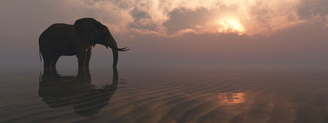 Wall Mural - elephant and sunset