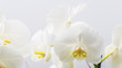 © jordieasy - Cute smooth white petals on an orchid flower plant close up still
