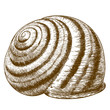 engraving illustration of striped snail shell