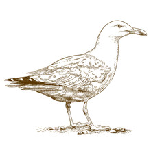 Engraving Illustration Of Gull