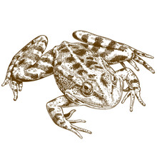 Engraving Illustration Of Frog