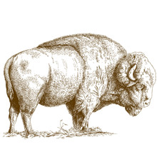 Engraving  Illustration Of Bison
