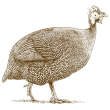 Engraving Illustration Of Guineafowl