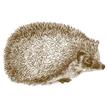 Engraving Antique Illustration Of Hedgehog