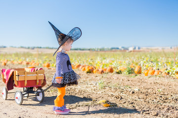 Sticker - Pumpkin patch