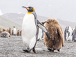 Grumpy juvenile King Penguin following behind parent