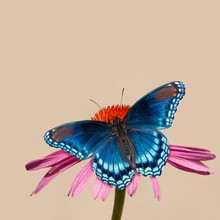 Red-spotted Purple Admiral Butterfly On Purple Coneflower, Against Light Muted Background